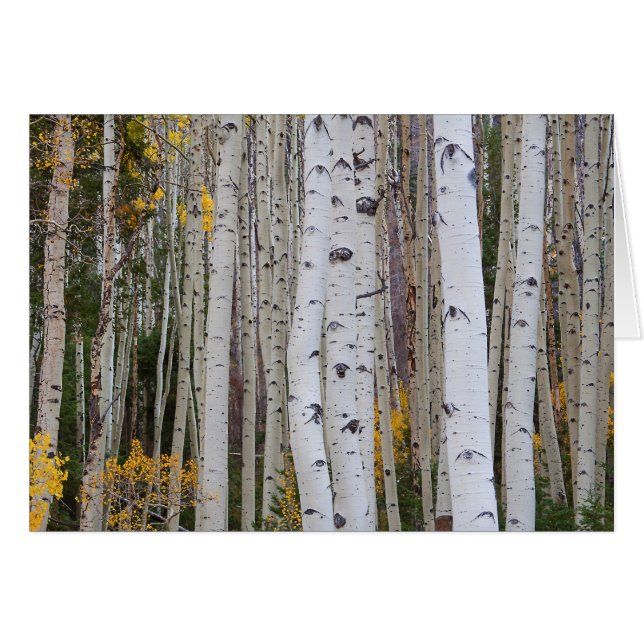 Autumn in the Aspen's (Front Horizontal)