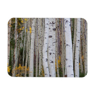 Autumn in the Aspen's Magnet