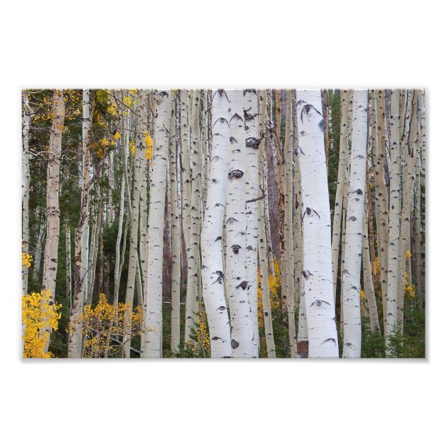 Autumn in the Aspen's Photo Print (Front)