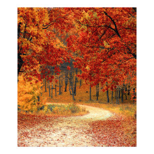 autumn in the forest photo print