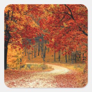 autumn in the forest square sticker