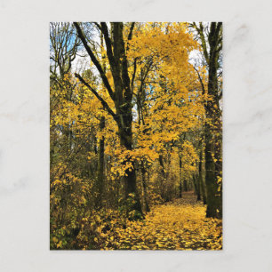 Autumn in the Woods Postcard