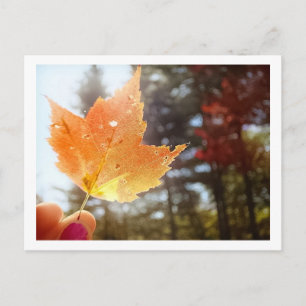 Autumn in Vermont Postcard
