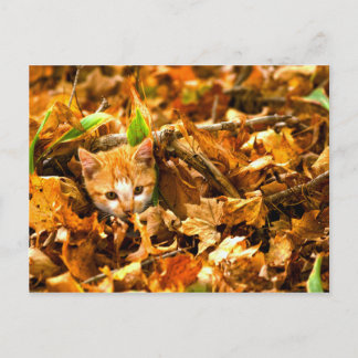 autumn kitten postcard