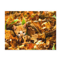 autumn kitten