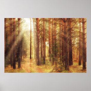 autumn landscape background, sun rays in the fores poster