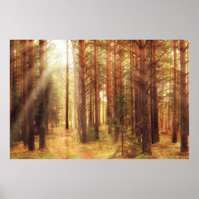 autumn landscape background, sun rays in the fores poster (Front)