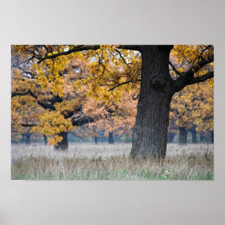 autumn landscape poster