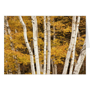 Autumn landscape, Vermont, USA