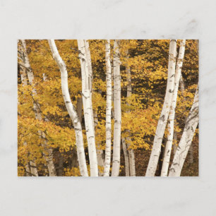 Autumn landscape, Vermont, USA Postcard