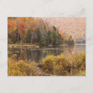 Autumn landscape with lake, Vermont, USA 3 Postcard