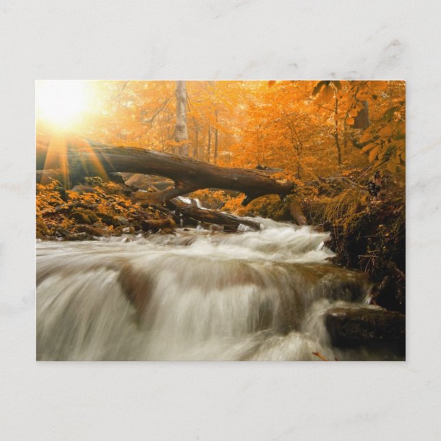 Autumn landscape with trees, river and sun postcard (Front)