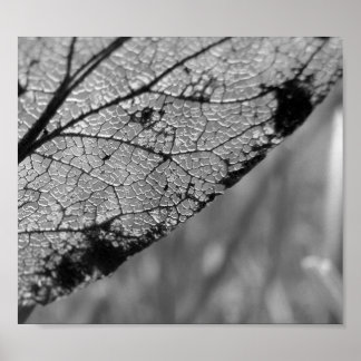 Autumn Leaf 2 - B&W Poster
