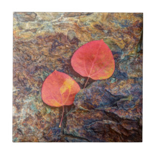 Autumn leaf on rock, California Ceramic Tile
