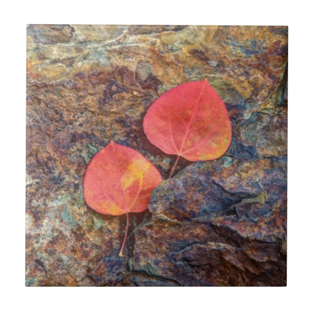 Autumn leaf on rock, California Ceramic Tile (Front)