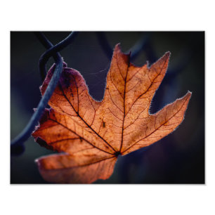 Autumn Leaf Photo Enlargement