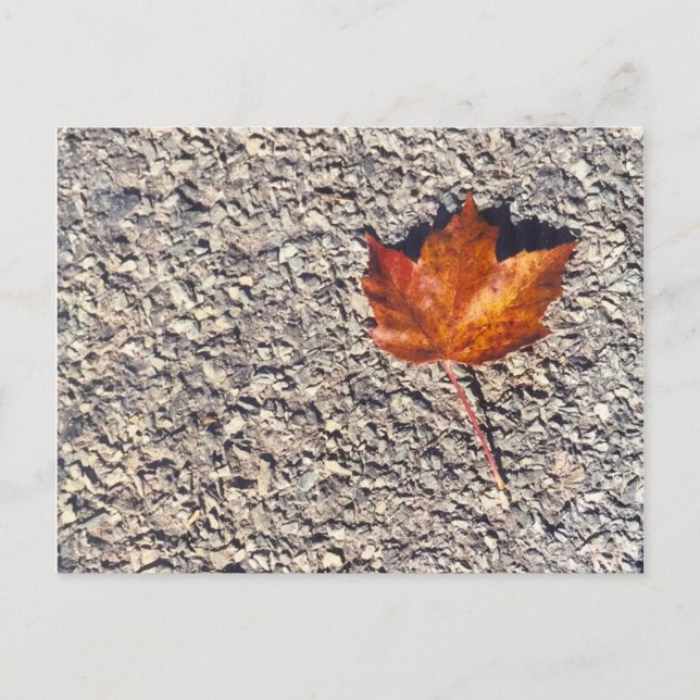 AUTUMN  LEAF PHOTO POSTCARD (Front)