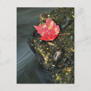 Autumn Leaf Postcard