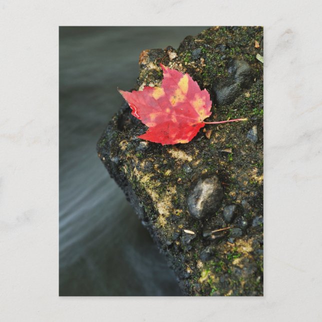 Autumn Leaf Postcard (Front)