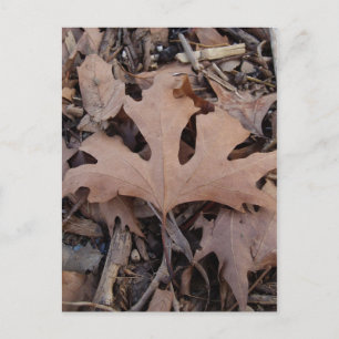Autumn Leaf Postcard