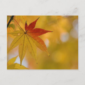 Autumn Leaf Postcard