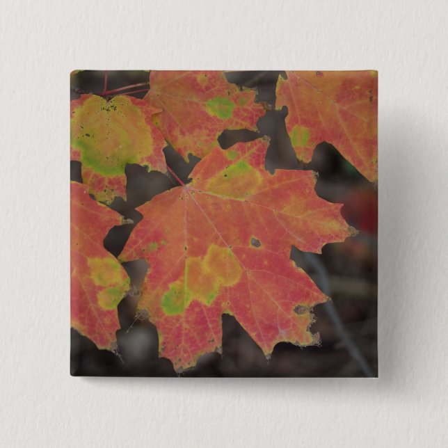 Autumn Leaves 15 Cm Square Badge (Front)