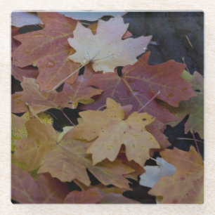 Autumn leaves all around glass coaster