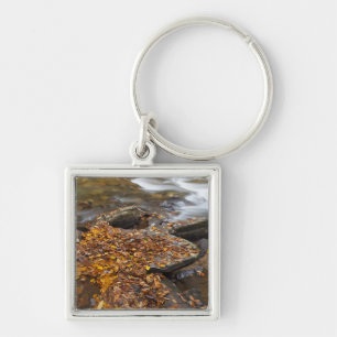 Autumn leaves along Looking Glass Creek in the Key Ring