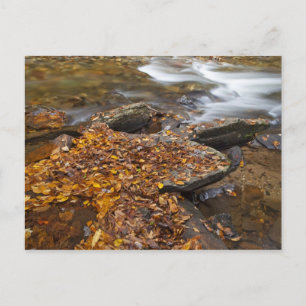 Autumn leaves along Looking Glass Creek in the Postcard