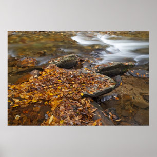 Autumn leaves along Looking Glass Creek in the Poster