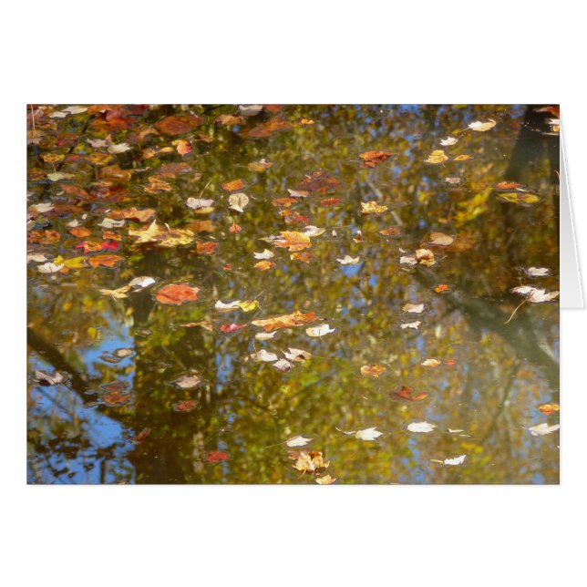 Autumn Leaves and Stream Reflection at Greenbelt (Front Horizontal)
