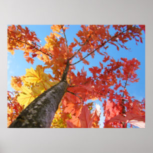 Autumn Leaves art prints Colourful Fall Tree