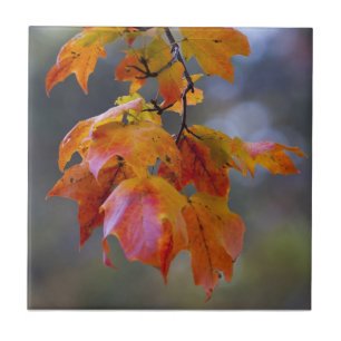 Autumn Leaves Ceramic Tile