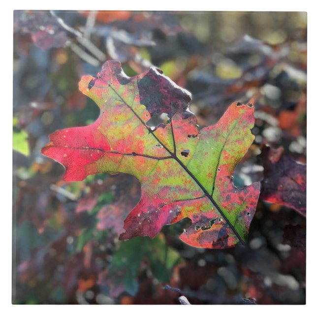 Autumn Leaves Ceramic Tile (Front)