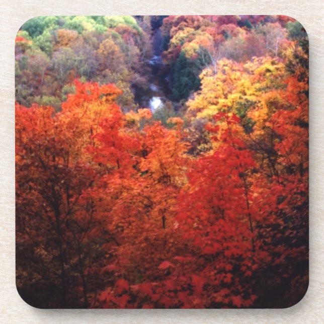 Autumn Leaves Changing Colour Coaster (Front)