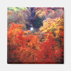 Autumn Leaves Changing Colour Magnet