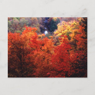 Autumn Leaves Changing Colour Postcard