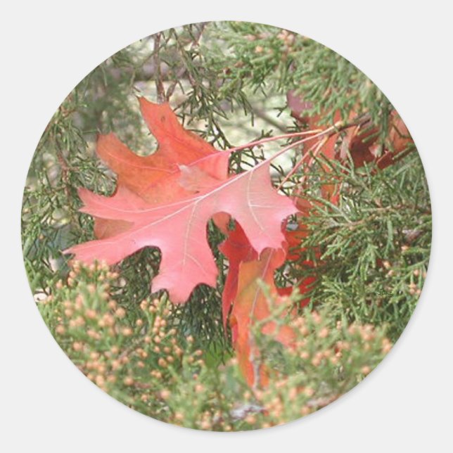 Autumn Leaves Classic Round Sticker (Front)