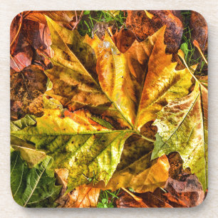 Autumn leaves coaster