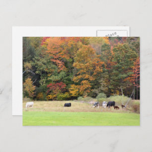 Autumn Leaves Cows Pasture Photography  Postcard