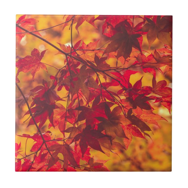 Autumn Leaves Fall Colour Red Ceramic Tile (Front)