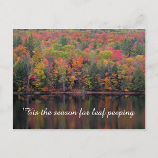 Autumn Leaves Fall Colour Scene Postcard