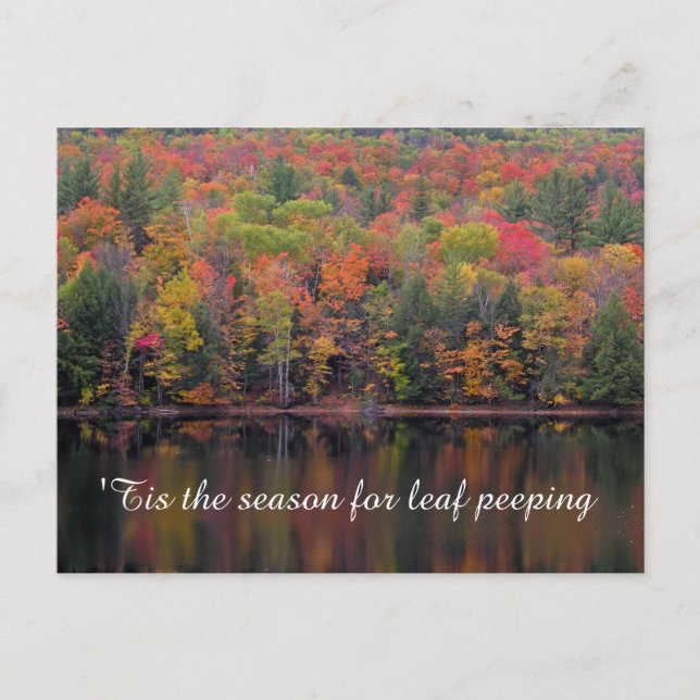 Autumn Leaves Fall Colour Scene Postcard (Front)