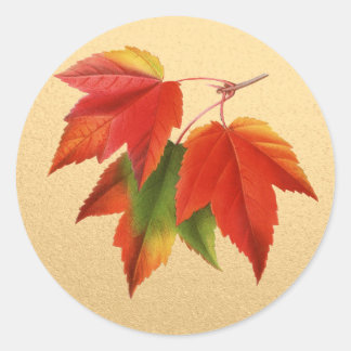 Autumn Leaves Fall Colours Maple Leaf on Gold Classic Round Sticker