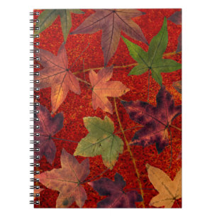 Autumn Leaves Fall Season Tree Leaf Colourful Notebook
