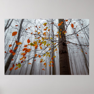 Autumn leaves fallen forest leaf poster