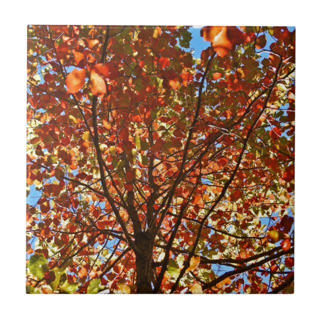 Autumn Leaves Fireworks Ceramic Tile (Front)