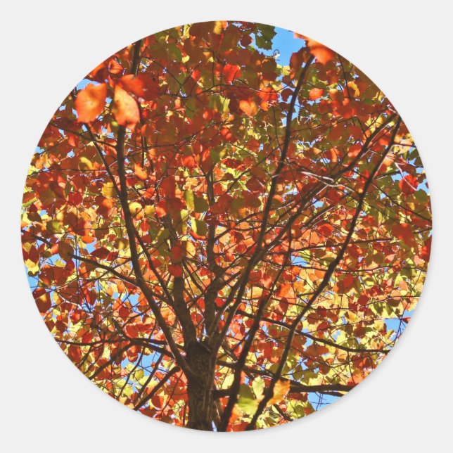 Autumn Leaves Fireworks Classic Round Sticker (Front)