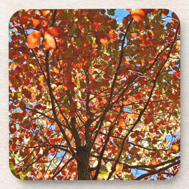 Autumn Leaves Fireworks Coaster (Front)