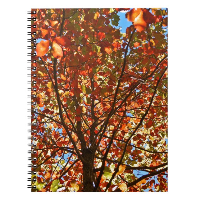 Autumn Leaves Fireworks Notebook (Front)
